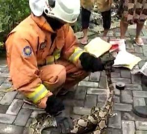 Ular Piton Berukuran 3.5 Meter Ditemukan di Kandang Ayam Milik Warga Surabaya