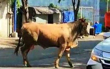 Sapi Ngamuk, Jalan Protokol, Banyuwangi, Macet