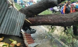 Pohon Tumbang Timpa Motor di Pamekasan