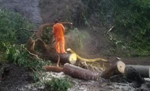 Pohon Tumbang Tutup Jalan Nasional Trenggalek – Ponorogo