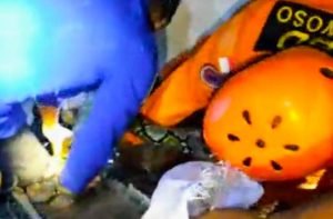 Ular Sanca 3 Meter Berkeliaran Membuat Warga Bondowoso Ketakutan