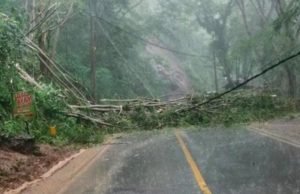 Pohon Tumbang Kembali Tutup Jalur Trenggalek-Ponorogo