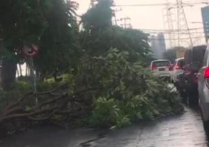 Akibat Diterjang Hujan Es, Ratusan Pohon di Surabaya Tumbang