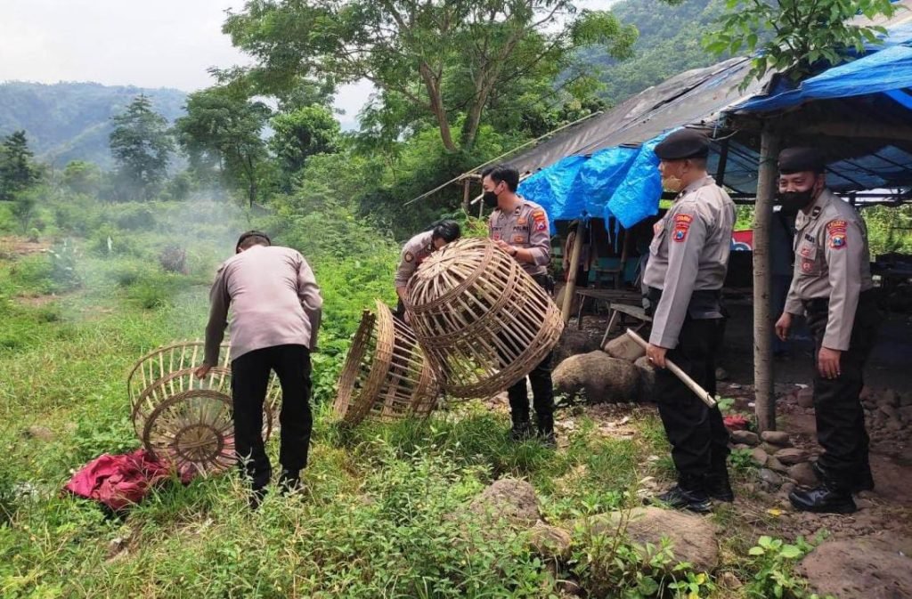 Lokasi Judi Sabung Ayam di Situbondo Digerebek Polisi