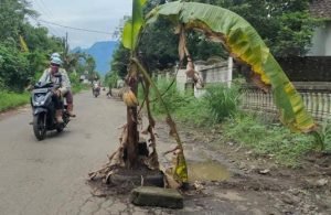 Tak Kunjung Diperbaiki, Jalan Rusak di Kediri Ditanami Pohon Pisang