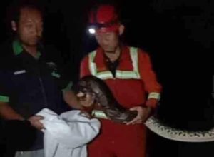 Ular Phiton Berukuran Besar di Tuban Berhasil Dievakuasi
