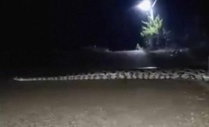 Ular Jadi-jadian Bikin Gempar Warga Kedungadem Bojonegoro