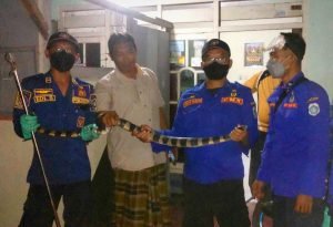 Ngeri, Ular Berbisa Tiba-tiba Muncul di Lemari Dapur Warga Lamongan