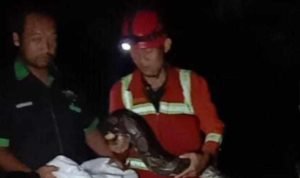 Puluhan Ular Piton Berhasil Diamankan