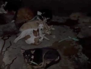 Jagal Anjing di Blitar Akhirnya Masuk Bui