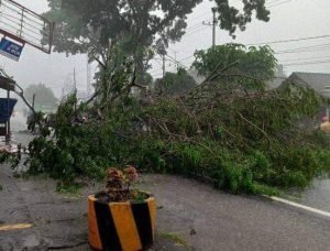 Sejumlah Pohon di Beberapa Titik Kota Malang Tumbang Disapu Angin Kencang