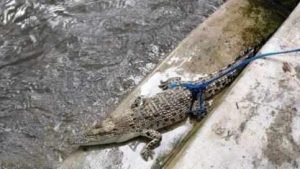 Anakan Buaya Muara Berkeliaran, Warga Diminta Tetap Waspada