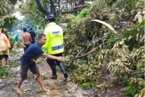 Asik Berteduh, Seorang Pria Tewas Tertimpa Pohon Tumbang