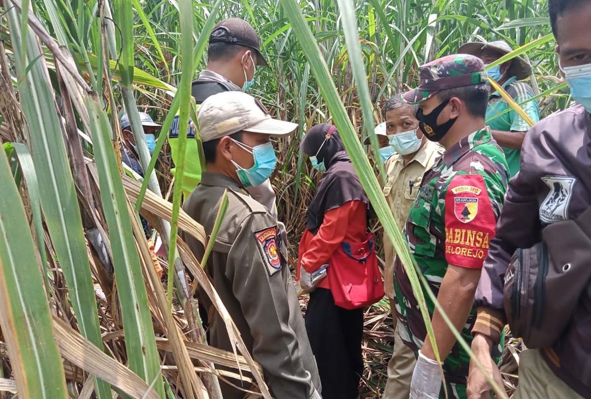 Tewas di ladang tebu