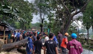 Akses Lalu Lintas Jember-Bondowoso Sempat Terputus Gara-gara Pohon Tumbang