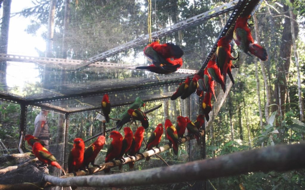 BKSDA Wilayah I Kota Ternate Telah Lepaskan Puluhan Satwa Liar, 3 Di Antaranya Kera Bacan