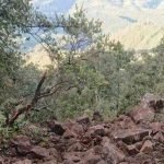 Longsor, cemoro sewu