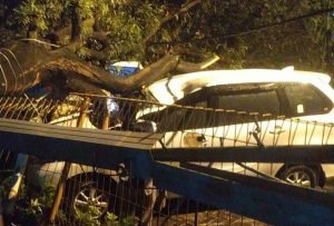 Pohon Tumbang di Sidoarjo Timpa Mobil dan Pagar Rumah Warga