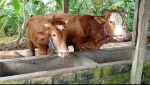 Sapi yang Terinfeski Wabah PMK di Kabupaten Mojokerto Jadi 616 Ekor