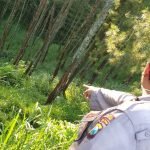 Gunung Bromo, Mobil Wisatawan, Jurang, Pasuruan