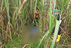 Pamit ke Jombang, Warga Tulungagung Ditemukan Tewas di Ladang Tebu