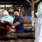 Wabah, Sapi, Ternak, Penyakit Mulut dan Kuku,