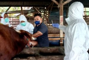 Penyakit Mulut dan Kuku Serang Ratusan Sapi di Kabupaten Gresik