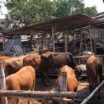 Penyakit Mulut dan Kuku, Lamongan,
