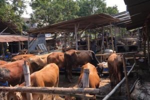 Penyakit Mulut dan Kuku, Lamongan,