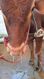 Wabah PMK di Mojokerto, Pedagang Daging Terancam Rugi