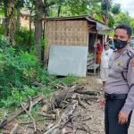 Pohon tumbang, Pohon timpa pemotor, Sumenep,