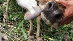 7 Sapi di Probolinggo Terdeteksi Penyakit Mulut dan Kuku