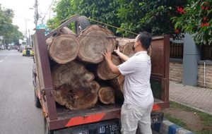 Kasus Ilegal Logging di Ponorogo, Dua Orang Diamankan Polisi