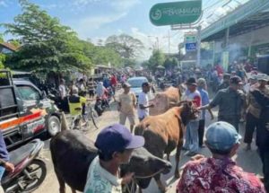 Pasar Hewan Pasuruan Ditutup Imbas PMK, Para Pedagang Nekat Jualan di Pinggir Jalan