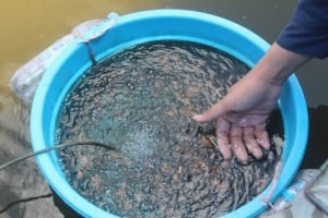 Ribuan Pembudidaya Ikan Hias di Tulungagung Gulung Tikar, Ini Penyebabnya