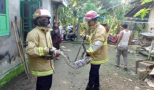 Petugas saat evakuasi ular pyton