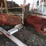 Sapi, PMK, Mojokerto, Dawarblandong