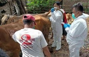 Wabah PMK di Mojokerto Naik Drastis, 408 Sapi Sudah Terjangkit