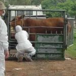 Sapi, Penyakit Mulut dan Kuku, Mojokerto, PMK,