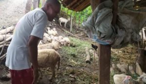 Sempat Kejang-kejang, Delapan Ekor Kambing di Situbondo Mati Mendadak
