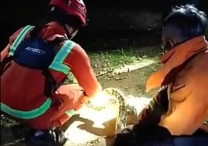 Satroni Pemukiman Warga Tuban, Ular Piton Sepanjang 3 Meter Diamankan