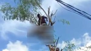 Tersengat Listrik, Pria di Trenggalek Tewas di Atas Pohon