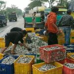 Ikan teri, Macet, Pasuruan, Jalan Pasurun-probolinggo