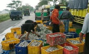 Pikup Terguling, Jalan Pasuruan-Probolinggo Macet Terhadang Ikan Teri