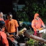 Pohon tumbang, Magetan