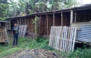 14 Kambing Kurban di Blitar Digasak Maling, Pemilik Merugi Hingga Puluhan Juta