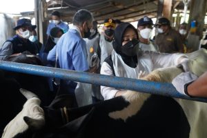 Vaksin PMK Sudah Tersedia di Kabupaten Mojokerto
