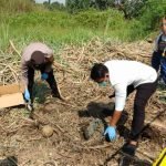 Penemuan kerangka manusia, Mojokerto, Kerangka Manusia Berdaster,