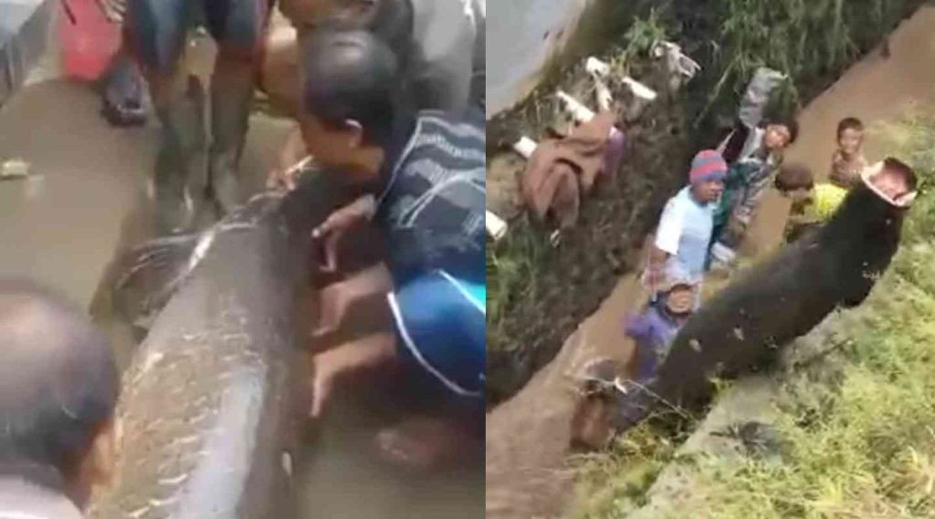 Geger! Ikan Raksasa Ditemukan Warga Usai Banjir Garut