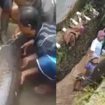 Ikan Raksasa, Banjir, Garut,